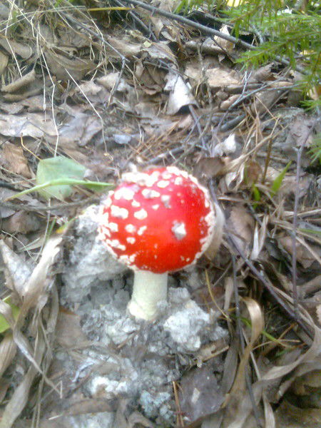 Игорь Головецкий