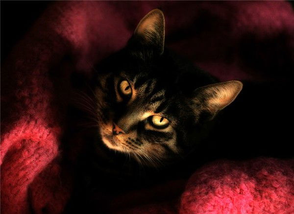 Светлана Козина