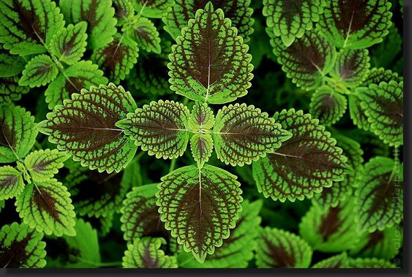 Сергей Шурмухин