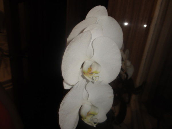 Дарья Чипликова