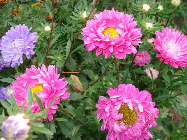 Галина Гвоздилко