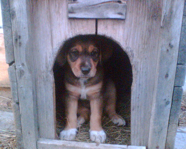 Георгий Грянко