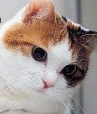 Лиза Зваридчук