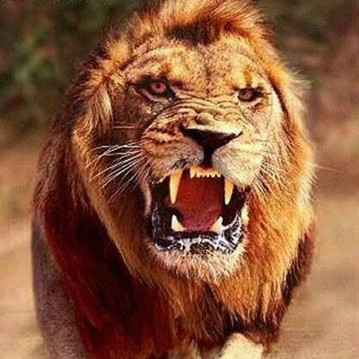 Олег Шашков