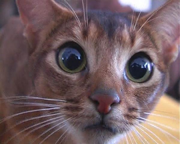 Илья Дубенко