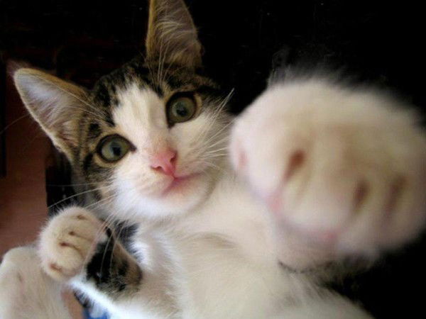 Рычагов Сергей