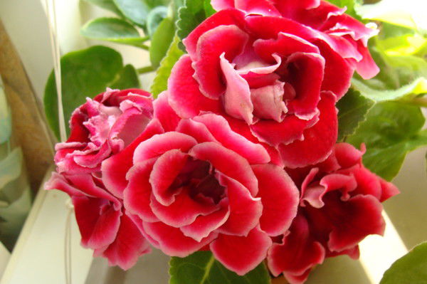 Фиалка Вера Виркетис