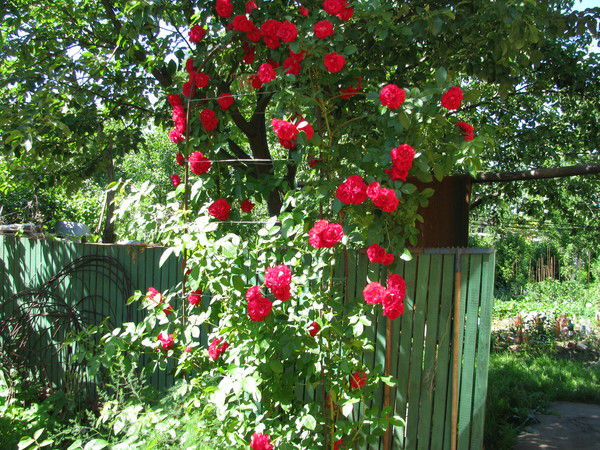 Светлана Борисова