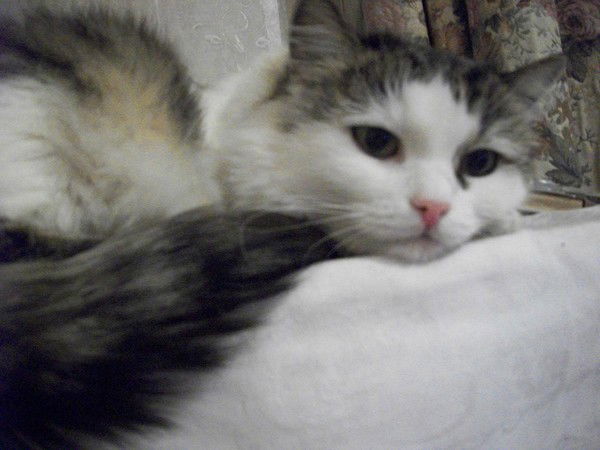 Ольга Примач