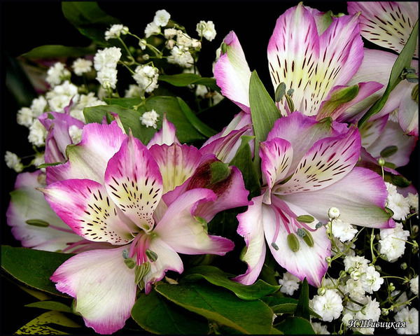 Елена Михайлова