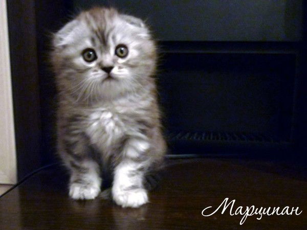 Иван Вотинов