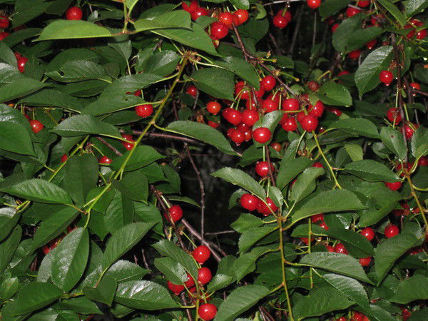 Елена Малинина