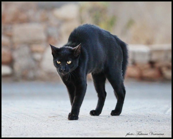 Ольга Цветочкина