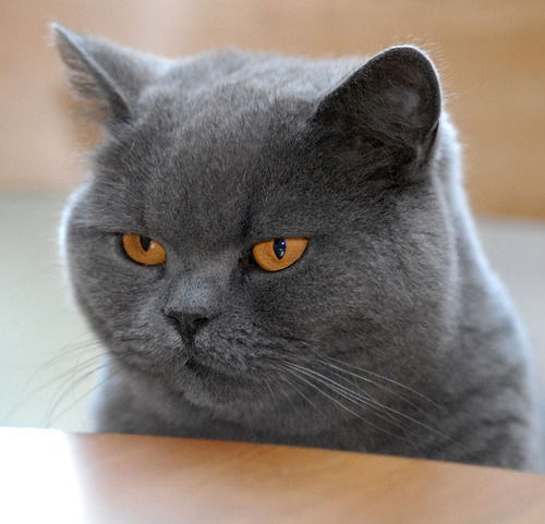 Василий Кот Император