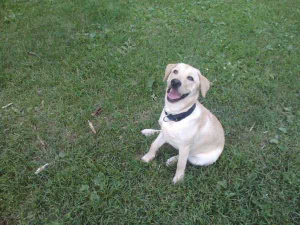 Елена Соколовская