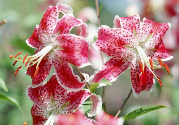 Василиса Клондайк