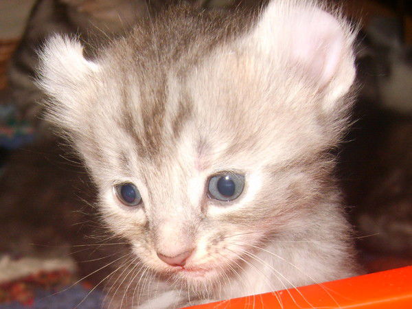 Наталья Тувышева(Жук)