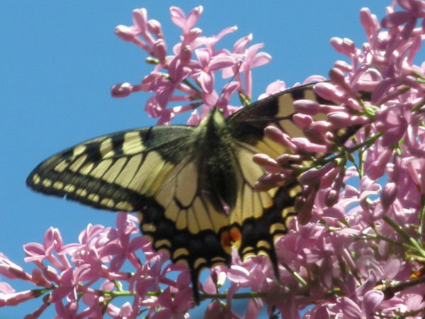 Людмила Сябро