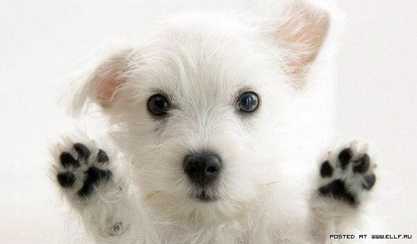 Михаил Коннов