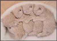 Наташа Михеева