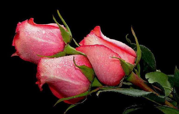 Baysangur! Baysangur!