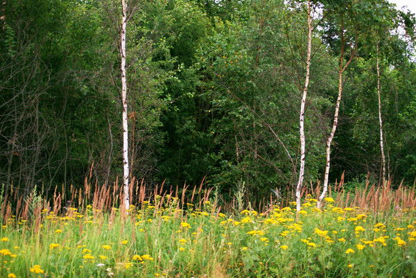 Виктор Алферьев