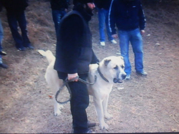 Зура Кавтарадзе