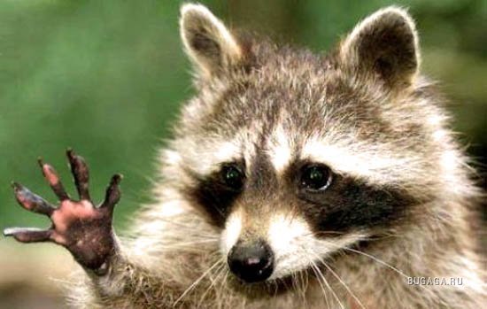 Александр Бойко