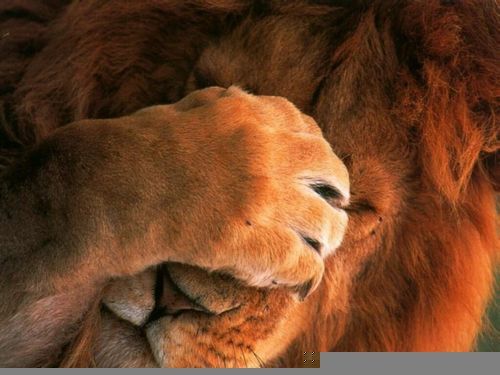 Александр Петров