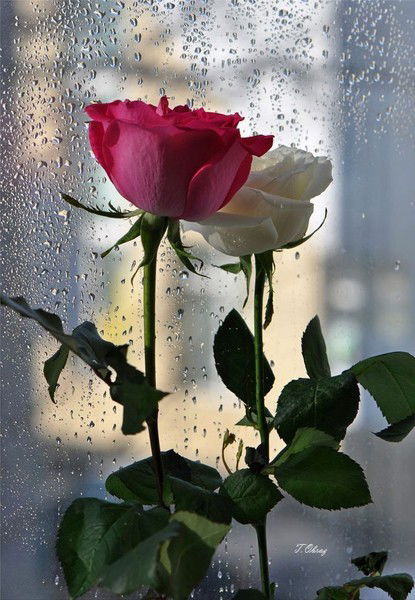 Калима Сулейменова