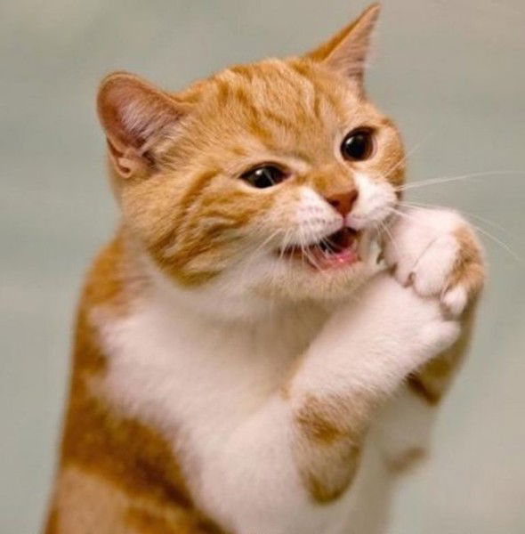 Владимир Россолов