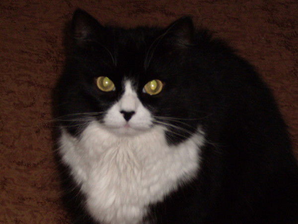 Дмитрий Коновалов