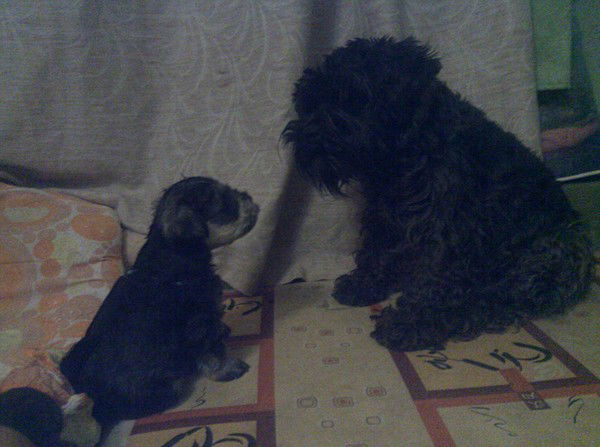 Мария Коротицкая