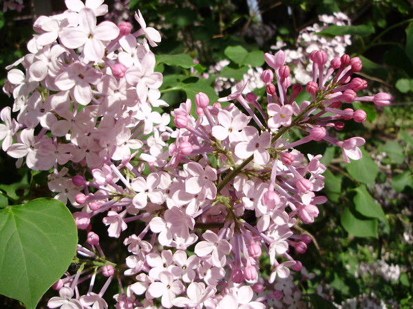 Елена Удинская