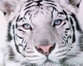 Марат Камалов