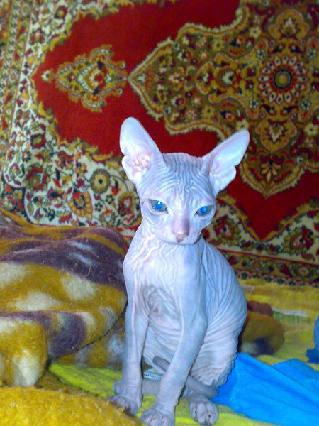 Ирина Барабанова