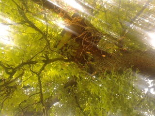 Натали Метенко