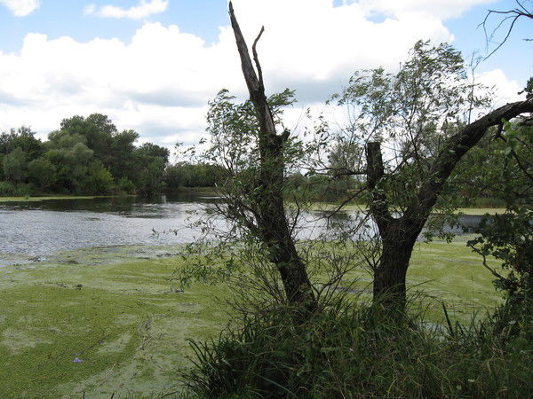 Олег Гаркуненко