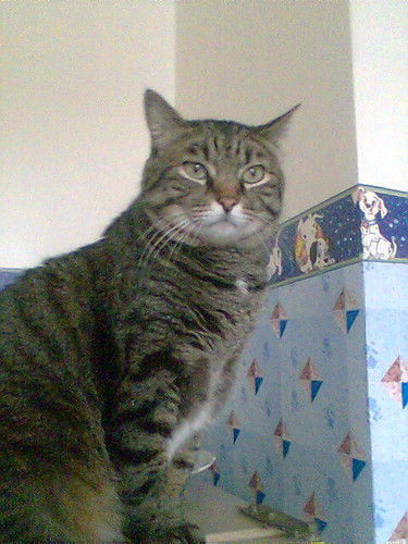 Ольга Котвицкая