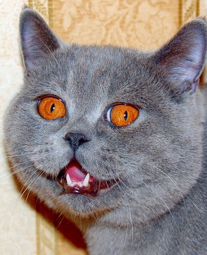 Евгений Демидов