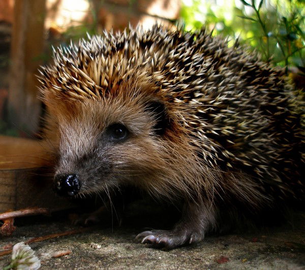 Владислав Ежов