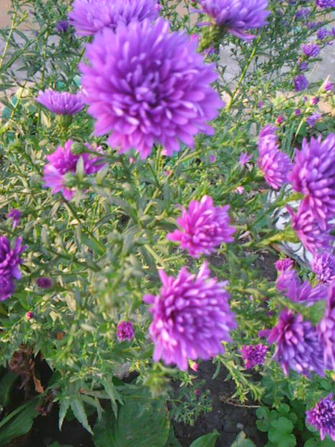 Андрей Давискиба