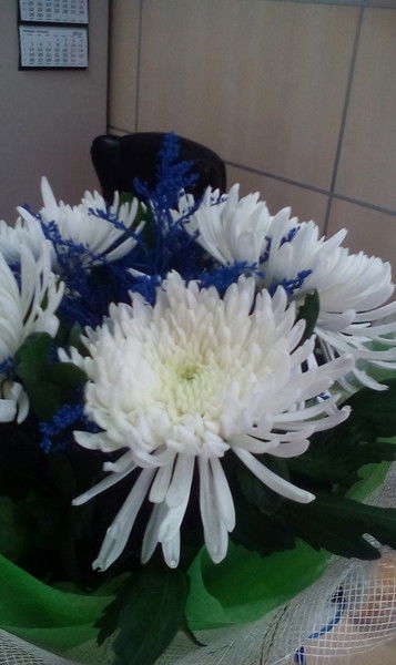 Анастасия Елизова