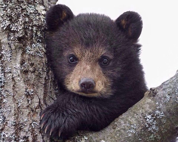 Василий Ручкин