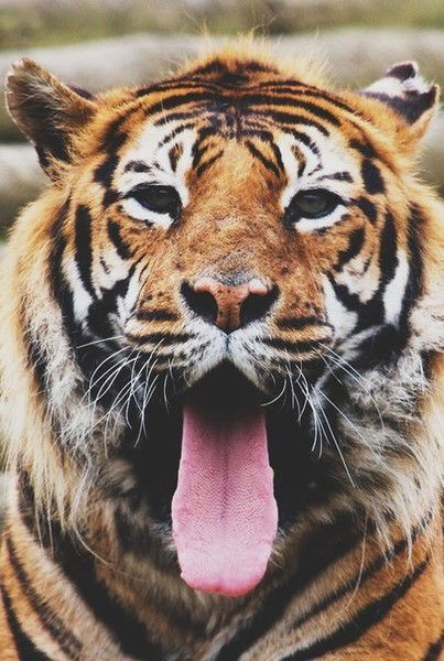 Игорек Бусыгин