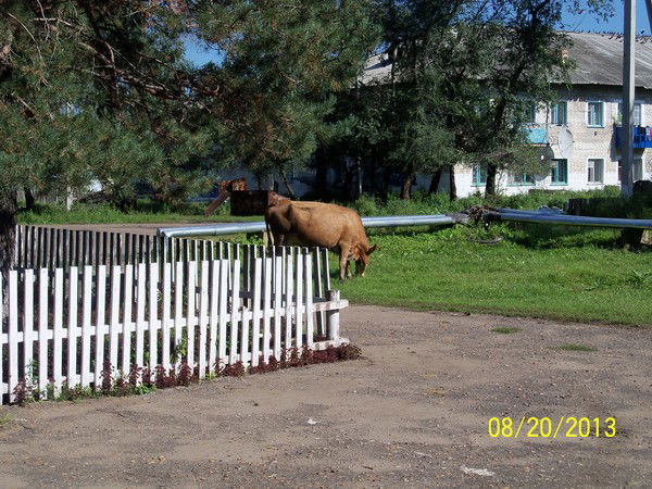 Шрек Шрекович