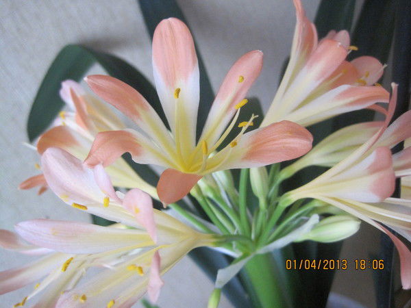 Инесса Хисамутдинова