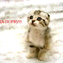 Николай Косинских