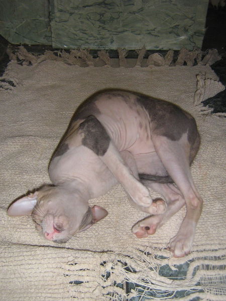 Арина Любимова