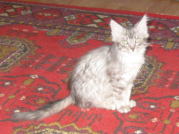 Игорь Шакиров